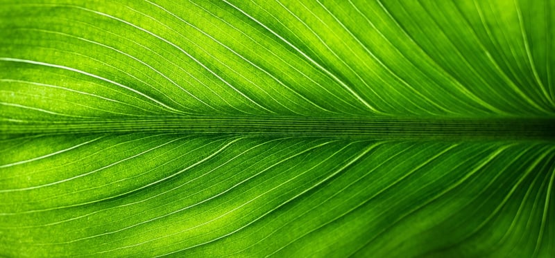 Eco-Friendly Decor